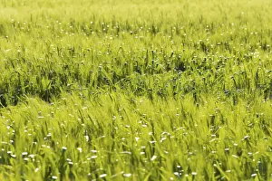 Agricultural Field Photography Prints: Wheat Field