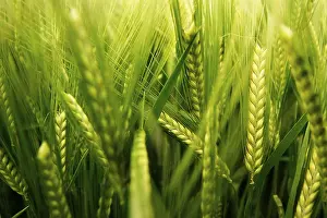 Wheat Field Photography Prints: Wheat field