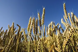 Agricultural Field Prints: Wheat field