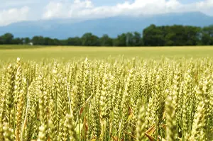 Rural Agricultural Scene Prints: Wheat field