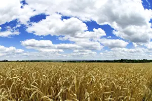 Deserted Farmland Landscape Prints: Wheat field