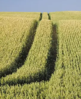 Deserted Farmland Prints: Wheat field, field, fields, summer
