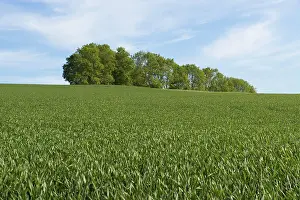 Grainfield Cultivation Prints: Wheat field and a grove, Thuringia, Germany