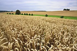 Deserted Farmland Prints: Wheat fields at the end of summer, fully ripe