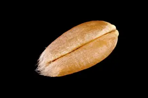 Close Up Wheat Prints: Wheat grain