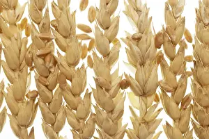 White Background Wheat Prints: Wheat isolated on white background