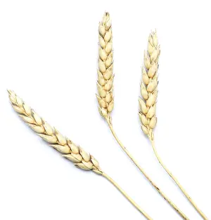 Bright White Background Image Prints: Wheat isolated on white background