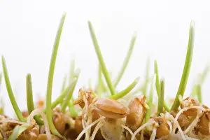 Balanced Diet Tips Prints: Wheat seedlings
