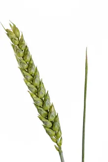Food Photography Wheat Prints: Wheat on a white background