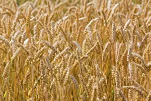Grain Cultivation Prints: Wheatfield