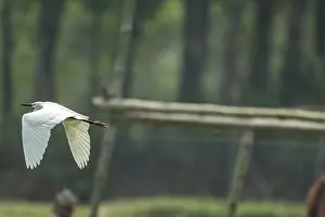 Tranquil Forest Scene Prints: A white bird in mid-flight against a backdrop of a forest