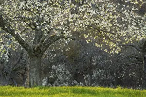 Uninhabited Orchard Trees Bloom Prints: A white blossoming fruit tree in a meadow in spring