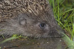 Insectivore Animal Prints: White-breasted hedgehog