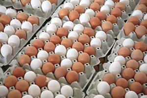 Egg Nutrition Facts Prints: White and brown eggs, chicken eggs