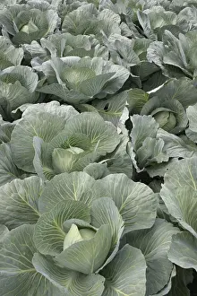 Brassicaceae Family Plants Prints: White cabbage 1