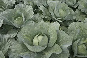 White Cabbage Prints: White cabbage 4