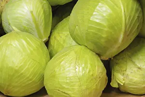 White Cabbage Nutrition Prints: White cabbage