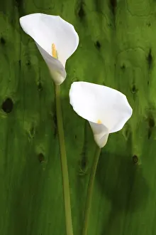 Studio Environment Photos Prints: White calla