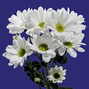 Blue Background Flowers Prints: White chamomile on a blue background