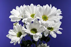Eastern European Blooms Prints: White chamomile on a blue background