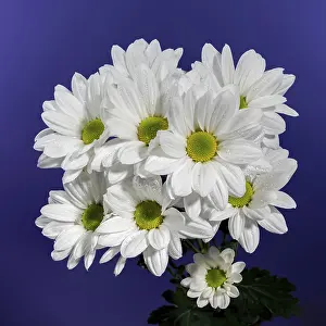 Blue Background Flowers Prints: White chamomile on a blue background