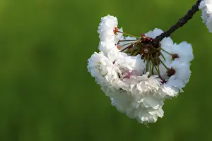 Close Up Spring Flowers Prints: White cherry tree blossoms in spring, close up