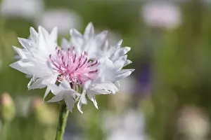 Centaurea Cyanus Prints: White Cornflower (Centaurea cyanus)
