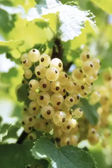 Open Air Flora Photos Prints: White currants (Ribes)