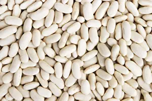 Nature Botany Photography Prints: White dried beans