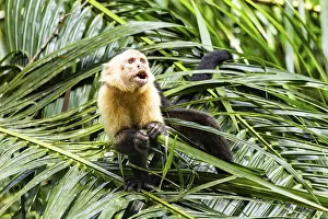 White Faced Capuchin Monkey Prints: White-Faced Capuchin Monkey (Cebus Capucinus)