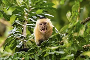 White Faced Capuchin Monkey Prints: White-Faced Capuchin Monkey (Cebus Capucinus)