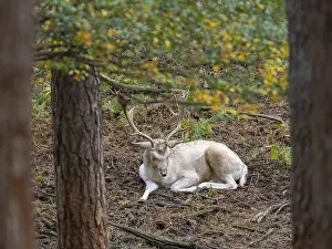 German Forest Animals Prints: A white fallow deer in the forest at rest