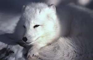 Arctic Wildlife Prints: White fox, Arctic fox