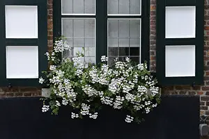 Pelargonium Flowers Prints: White geraniums at window, Pelargonium