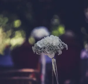 Hydrangeaceae Plant Species Prints: White hydrangea with many pure petals and tiny withe blossoms as a classic flower table decoration