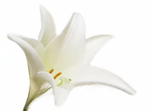White Lily Blossom Prints: White Lilly