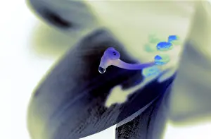 Aquatic Plant Images Prints: White lily