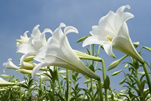 Deserted Farmland Landscape Prints: White lily in the field