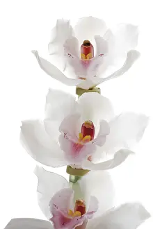 White Orchid Prints: White Orchids