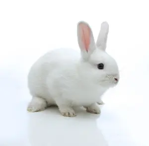 Lagomorpha Mammal Images Prints: White rabbit