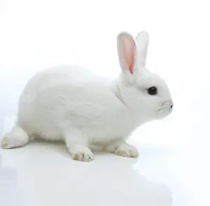Lagomorpha Mammal Species Prints: White rabbit
