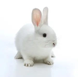 Lagomorpha Mammal Images Prints: White rabbit