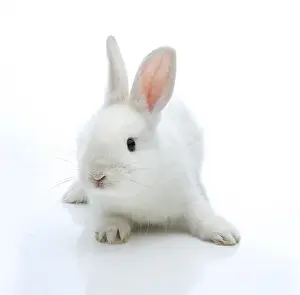 Mammalian Animals Prints: White rabbit