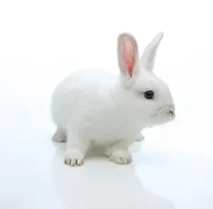 Mammalian Wildlife Photography Prints: White rabbit