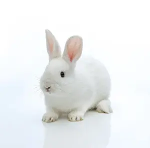 Lagomorpha Mammal Images Prints: White rabbit
