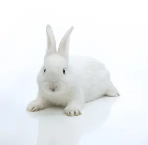 Lagomorpha Animal Prints: White rabbit