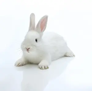 Lagomorpha Mammal Prints: White rabbit