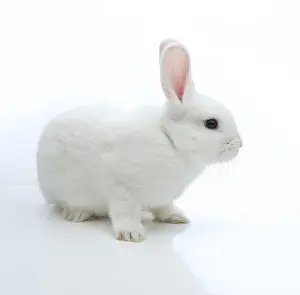 Empty Desert Landscape Prints: White rabbit