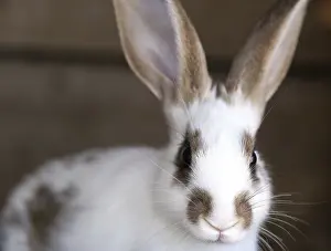 Studio Shot Of Rabbit Prints: White rabbit with blask spots. Close up