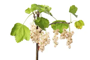 Studio Shot Redcurrant Prints: White redcurrant (Ribes rubrum)